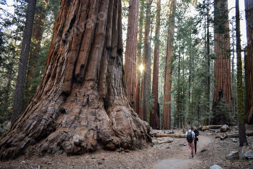 Preview: Friends are walking among the giant trees in the beautiful sequoia forest, California, the USA