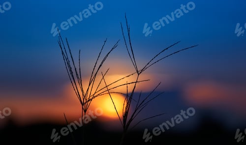 Preview: Colorful sky of sunset with grass