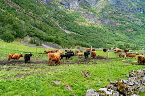 Preview: Iconic Highland cows amidst the stunning Norwegian countryside.