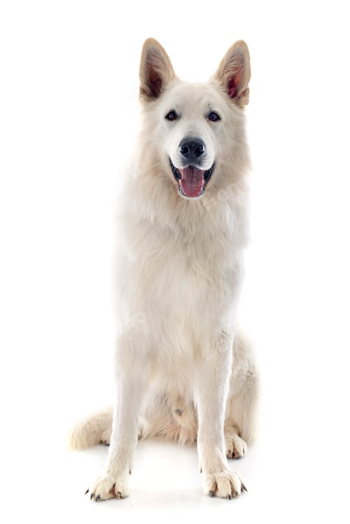Preview: Swiss shepherd
