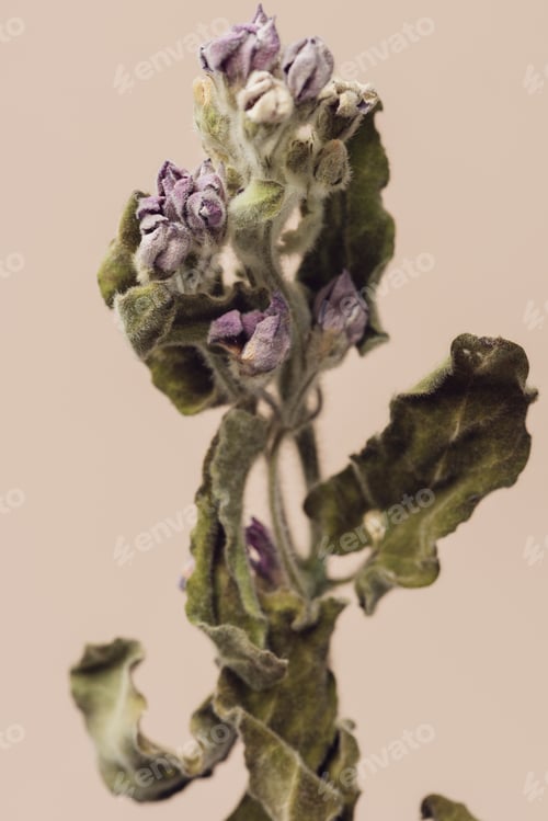 Preview: Dried tweedia oxypetalum flower on a beige background
