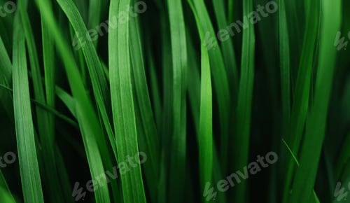 Preview: Grass deep green color natural texture