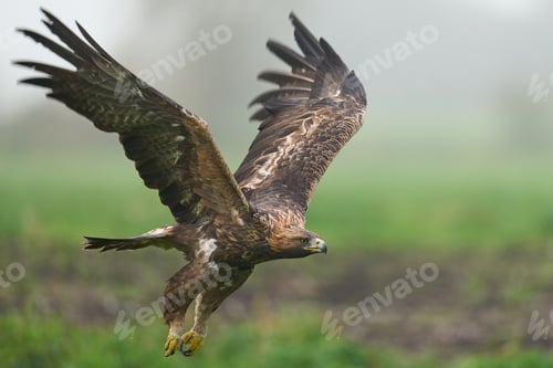 Preview: Golden eagle (Aquila chrysaetos)