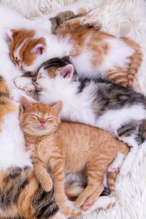 Preview: Pet animal; cute kitten baby cat and mother cat