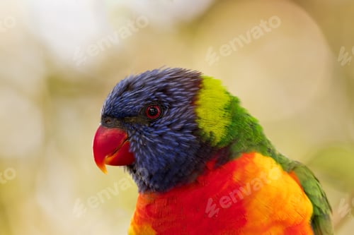 Preview: Cute Rainbow Lorikeet perched on ground with foliage in background
