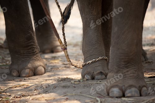 Preview: Elephant and mahout at sunrise in Thailand