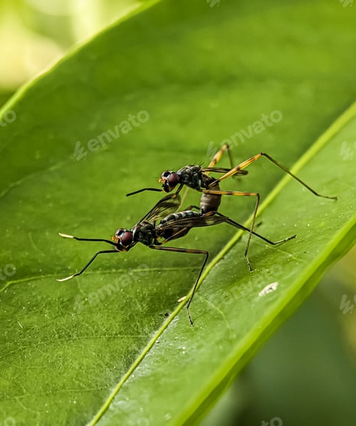 Preview: Closeup of a pair of insects mating