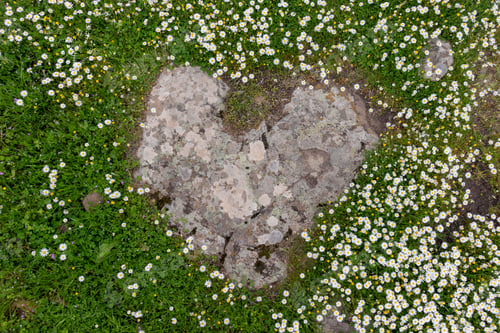 Preview: Heart shaped stone in grass field with daisies.