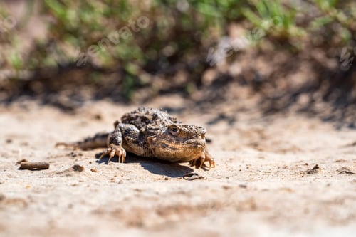 Preview: Close portrait of Phrynocephalus helioscopus agama in nature