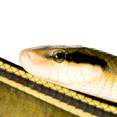 Preview: Rat snake