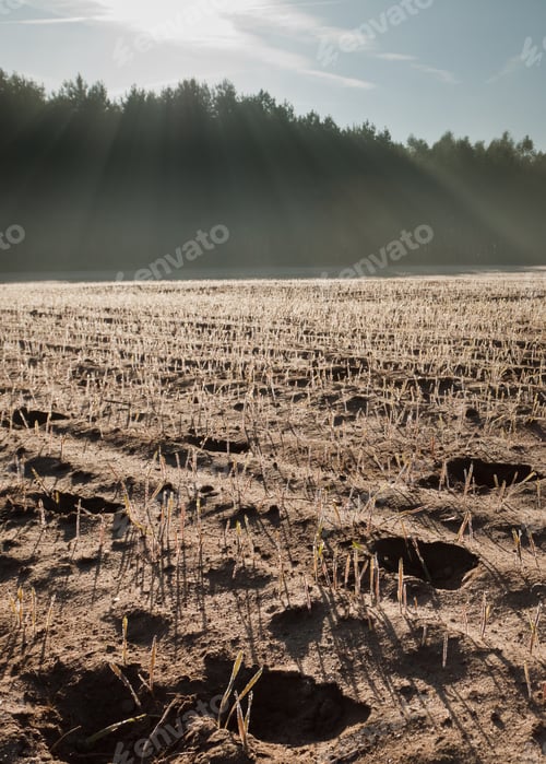 Preview: Sun Rays over Field of Sprouting Plants