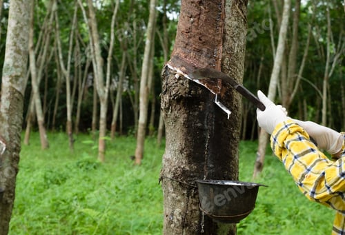 Preview: Portrait women tapping latex from a rubber tree