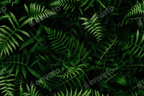 Preview: High angle closeup shot of Ostrich Fern leaves with black background