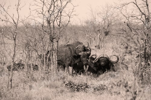 Preview: Small herd of water buffalo, Moremi Reserve, Botswana, Africa.