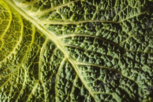 Preview: Cabbage leaf from top view