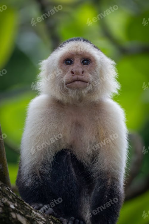 Preview: Close-up of a capuchin monkey sitting on a tree branch with a lush green background in a forest.