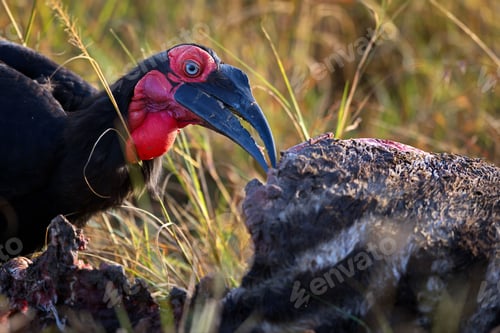 Preview: Closeup of a Southern ground hornbill captured feeding on dead animal flesh in a grassland