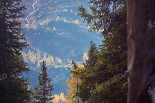 Preview: a yellow larches