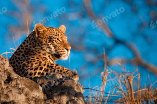 Preview: A leopard's head, Panthera pardus, lying on termite mound, looking away, blue sky background