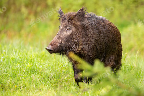 Preview: Wild boar looking on green pasture in summer nature