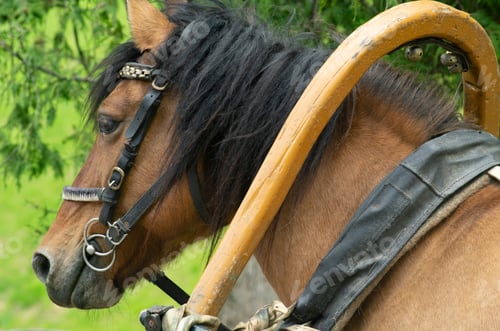 Preview: harness horse