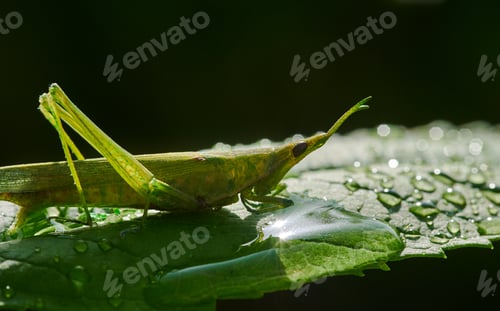 Preview: A grasshopper on the green leaf after the rain