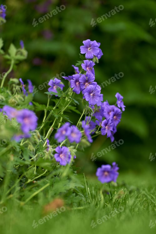 Preview: Meadow Geranium - also Geranium pratense - Johnsons Blue