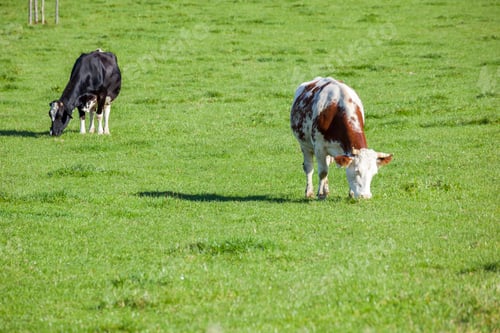 Preview: cow in the green grass