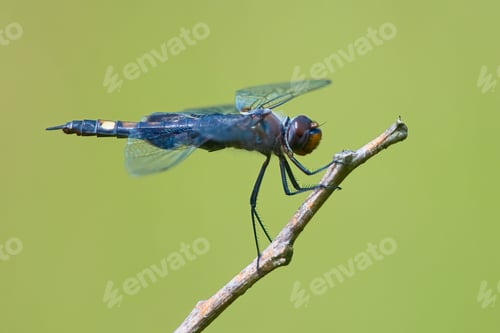 Preview: Close-up of a Black Saddlebags dragonfly perched on a twig with a blurred green background.