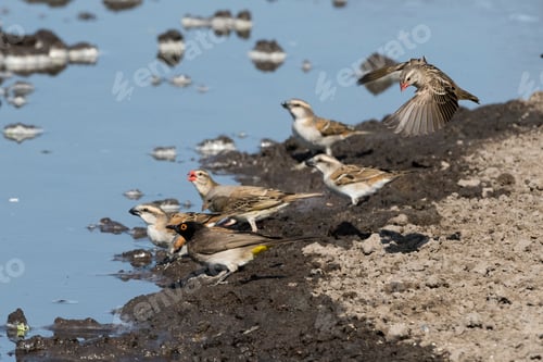 Preview: Birds gathering by the water's edge with one taking flight.