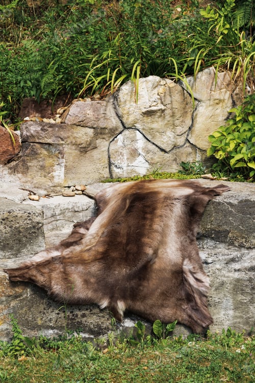 Preview: The skin of the brown northern Scandinavian deer is ventilated in the sun