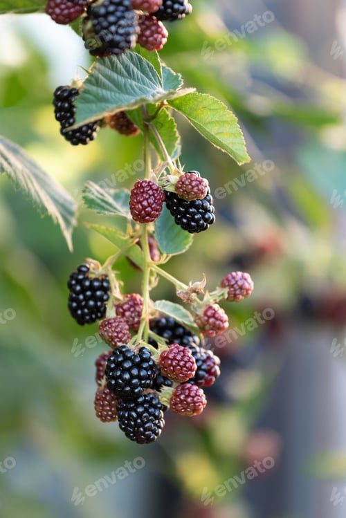 Preview: Blackberries on the Vine