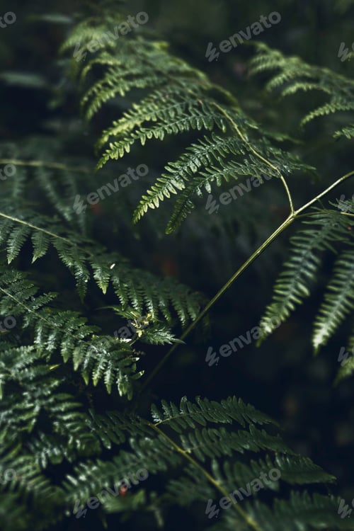 Preview: Fern leaf close up
