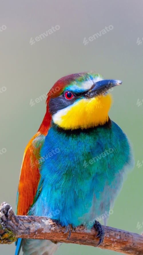Preview: Bee-eater
