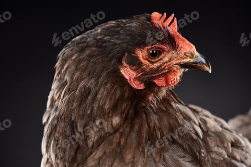 Preview: close up of purebred brown hen isolated on black