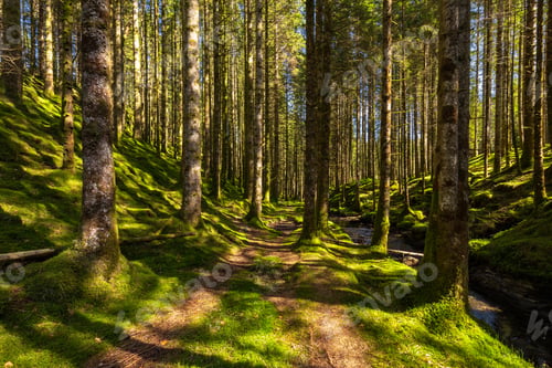 Preview: Sunlight In A Mossy Forest