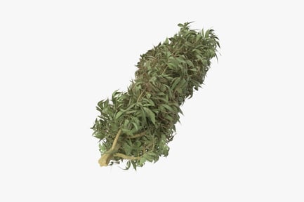 Preview: Cannabis Flower Bud with Stem