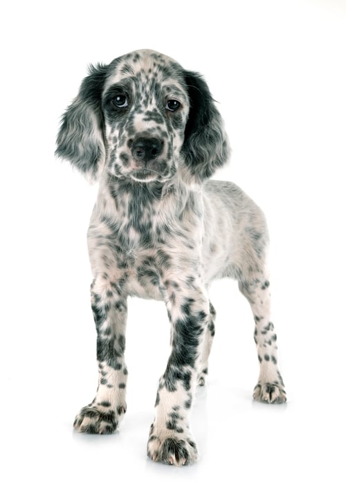 Preview: puppy english setter