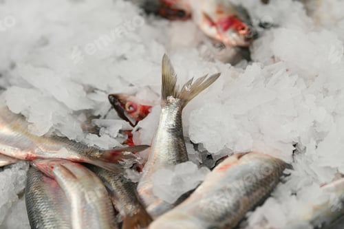 Preview: Raw herring with ice on the market