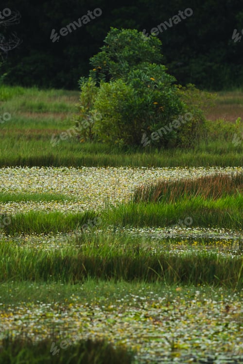 Preview: Environmental Conservation, Emphasizing Importance of Green Leaves and Trees in Forests