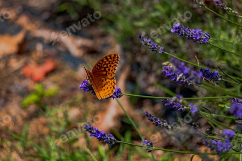 Preview: Butterfly in the lavender field