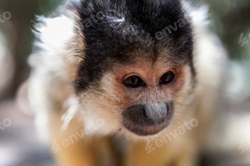 Preview: Portrait Of A Monkey