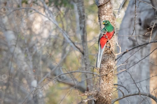 Preview: Narina Trogan, Apaloderma narina, sits on a branch