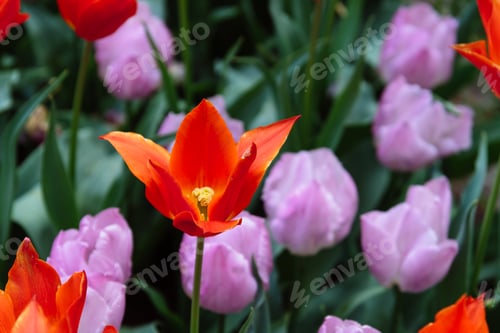 Preview: Colorful spring fresh dutch tulips. Assorted colors
