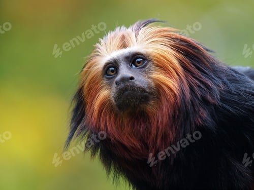 Preview: Lion Tamarin