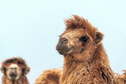 Preview: African camel is an ungulate within the genus Camelus