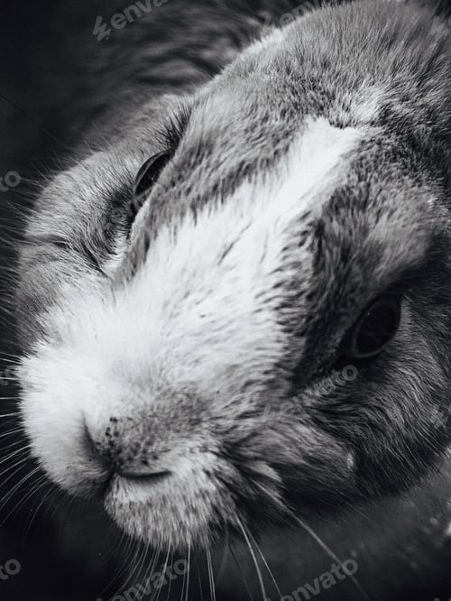 Preview: Overhead vertical grayscale shot of a cute rabbit