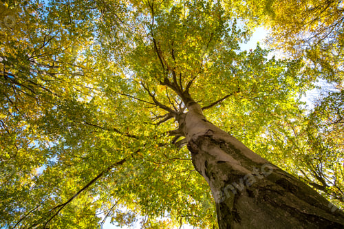 Preview: Perspective from down to up view of autumn forest with bright orange and yellow leaves.