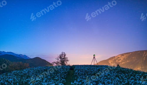 Preview: Shooting the stars over daffodils.