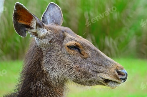 Preview: deer